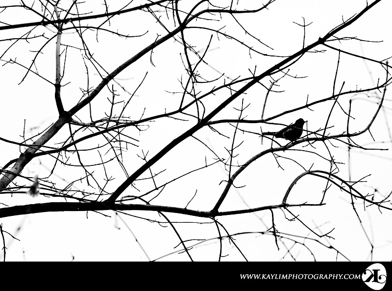Picture-of-the-Week_03